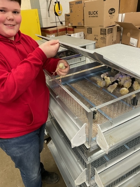 Isaiah Wamsley with the baby chicks